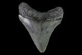 Juvenile Megalodon Tooth - South Carolina #74263-1